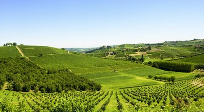 Blick auf die Weinberge in Piemont
