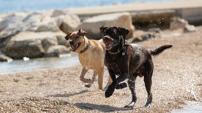 Urlaub mit Hund in der Toskana.jpeg Urlaub mit Hund